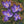 Crocuses