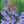 Lilacs - S.Ditto Art